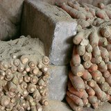 Зберігання коренеплодів