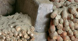 Зберігання коренеплодів