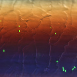 Флюоресцентні бактерії (кишкова паличка) на волосині