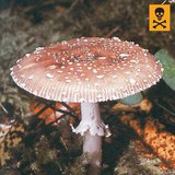 Мухомор пантерний