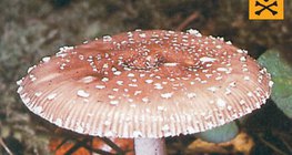 Мухомор пантерний