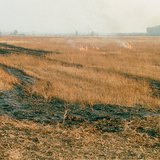 Спалення стерні