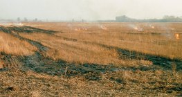 Спалення стерні