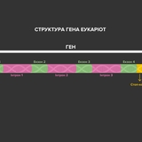 Структура гена еукаріот
