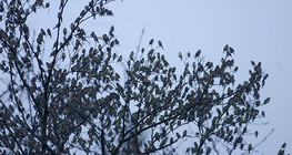 Пташина зграя