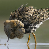 Турухтан або брижач