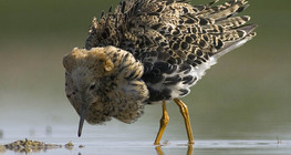 Турухтан або брижач