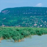 Очерет на озері Балатон