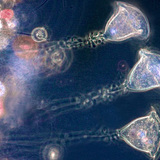 Інфузорії сувійки