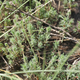 Камфоросма однорічна