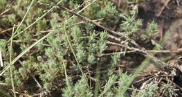 Камфоросма однорічна