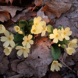 Первоцвіт звичайний