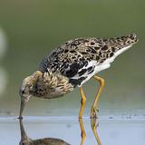 Турухтан або брижач