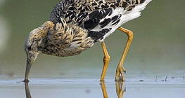 Турухтан або брижач