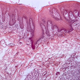 Поперечний переріз людського язика