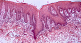 Поперечний переріз людського язика