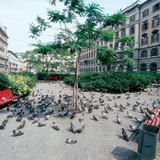 Голуби на міській площі