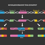 Функціонування гена еукаріот