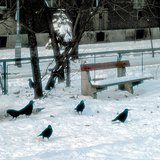 Граки
