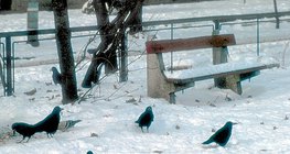Граки