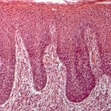 Поперечний переріз людського язика