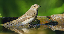 Мухоловка сіра