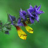 Перестріч гайовий, або дібровний