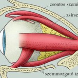 A szemgolyó elhelyezkedése a szemüregben
