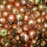 Цибуля ріпчаста, городня