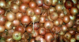 Цибуля ріпчаста, городня