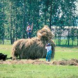 Збирання сіна