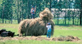 Збирання сіна