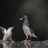 Костогри́з і шпак