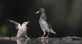 Костогри́з і шпак