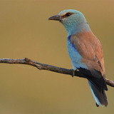 European roller