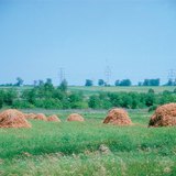 Копиці сіна