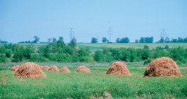 Копиці сіна