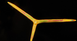 Спікули губки - вапнякова (Leuconia solida)