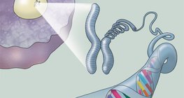 Структура ДНК