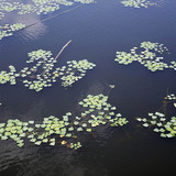 Водяний горіх