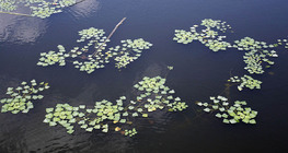 Водяний горіх