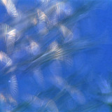 Птахи в польоті