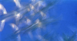 Птахи в польоті