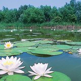 Водяна лілія, латаття