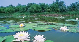 Водяна лілія, латаття