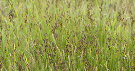 Ситник розлогий