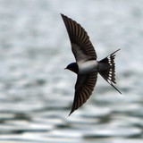 Ластівка сільська