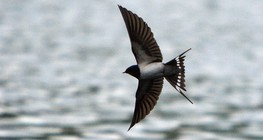 Ластівка сільська