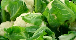 Цвітна капуста