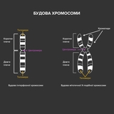 Будова хромосоми